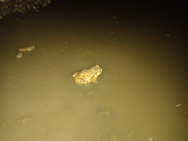 GT-I8190- 1/13 Sek. bei f / 2,6- 130